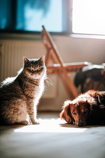 A serene of a cat and dog basking in sunlight indoors, creating a peaceful atmosphere. HD phone wallpaper