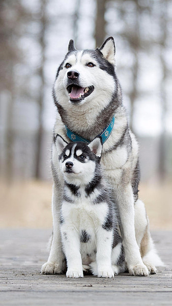 Husky Dog, Adorable Dog HD phone wallpaper