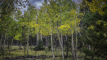 Yellow aspen forest, Vibrant colors, Serene nature, Scenic HD wallpaper