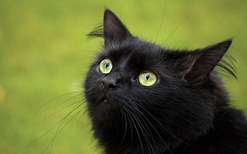 Animals, Cat, Fluffy, Muzzle, Sight, Opinion HD wallpaper
