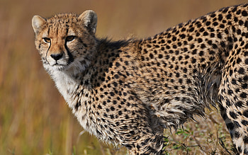 Cheetah, animal, cat, wild HD wallpaper