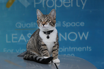 Animals, Kitty, Kitten, Is Sitting, Sits, Collar HD wallpaper
