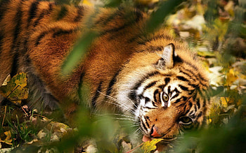 Animals, Grass, Leaves, Muzzle, Blur, Smooth, Predator, Big Cat, Tiger HD wallpaper