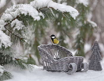 :), winter, sleigh, bird, blue tit, snow, evgeniia levina, pitigoi, pasari, iarna HD wallpaper