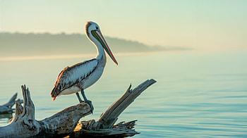 Pelican HD wallpaper