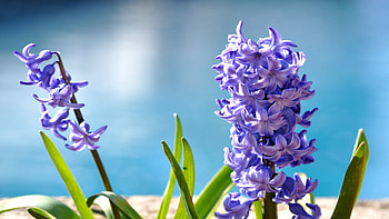 Hyacinth, Nature's beauty, Hyacinth , Samantha Cunningham HD wallpaper