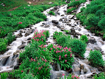 Nature, Flowers, Stones, Vegetation, Greens, Mountain River HD wallpaper