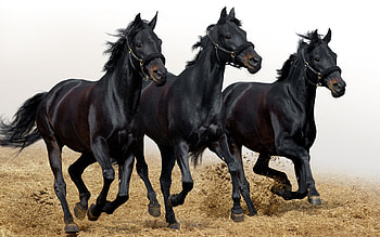 Animals, Horses HD wallpaper