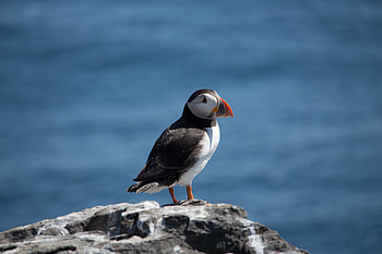 Puffin, seabird, bird HD wallpaper