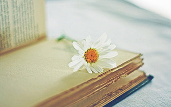 Flowers, Camomile, Flower, Blur, Smooth, Book, Chamomile, Pages, Page HD wallpaper