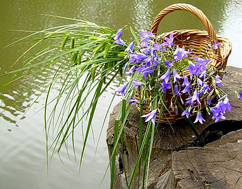 rippling, river, basket, naturescene, flower, stump HD wallpaper