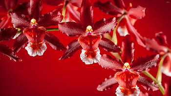 Sharry Baby, Orchids HD wallpaper