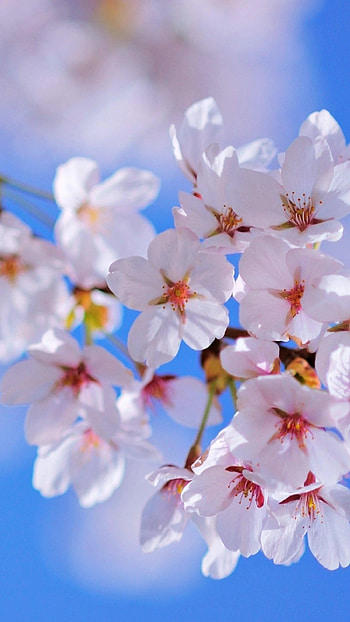 Spring Flowers, Beautiful, Spring HD phone wallpaper