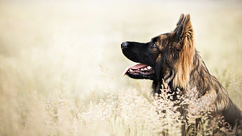 German Shepherd, , Majestic dog, Impressive size HD wallpaper
