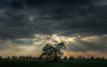 Landscape, Nature, Trees HD wallpaper