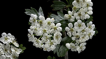 Hawthorn Tree Nature, Boost Earning Potential, N China County, CGTN HD wallpaper
