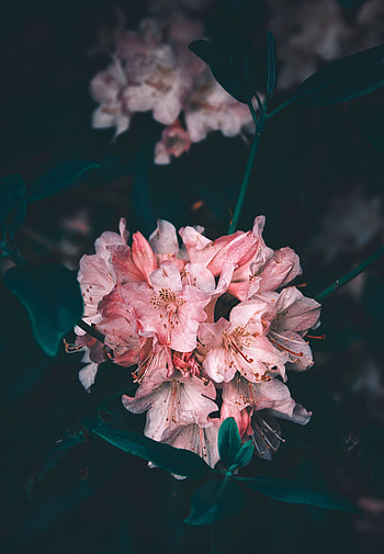 Flowers, Pink, Bush, Flower, Plant, Petals, Bloom, Flowering HD phone wallpaper
