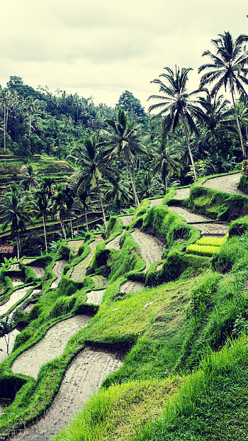Amazing rice fields, Ubud Indonesia, Captivating , Natural wonders HD phone wallpaper