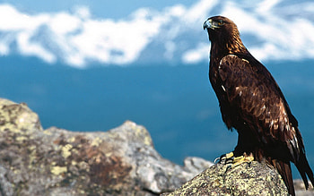 Hawk art, Majestic predator, Bird of prey HD wallpaper