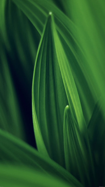 Leaf nature green, Android HD phone wallpaper