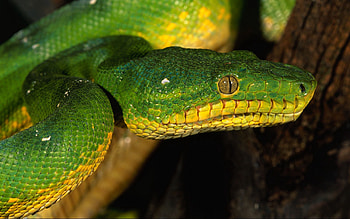 Animals, Eyes, Color, Snake HD wallpaper