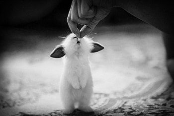 Rabbit, animal, bunny, ears, cute, hand HD wallpaper