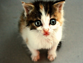 do you remember me?, remember, cat, kitty HD wallpaper