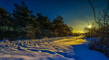 Winter Sunrise, sky, forest, snow, sunrise HD wallpaper