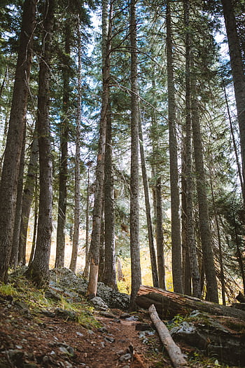 Explore a tranquil forest path lined with tall pine trees and lush greenery. Ideal for nature enthusiasts. HD phone wallpaper