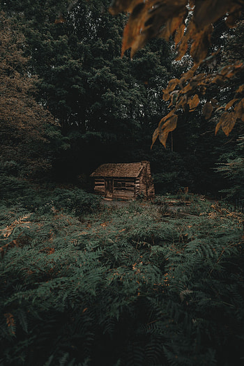 Nature, Trees, Fern, Forest, Small House, Lodge, Izba HD phone wallpaper