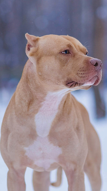 Pitbull Dog, Golden, Pitbull HD phone wallpaper