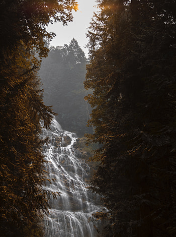 Nature, Trees, Waterfall, Fog, Branches, Flow HD phone wallpaper