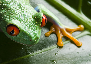 Animals, Drops, Close-Up, Leaflet, Frog HD wallpaper