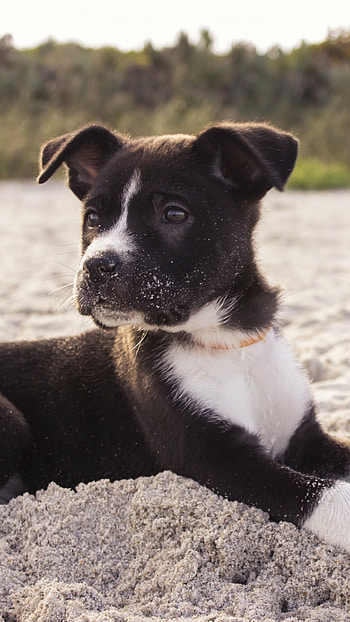 McNab, Puppies HD phone wallpaper