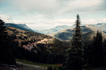 Nature, Wood, Tree, Relief, Fir, Spruce, Hills HD wallpaper