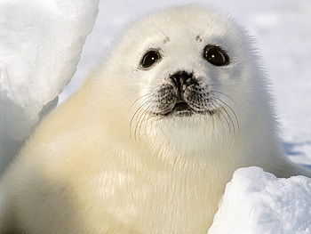 Funny, Animals, Kid, Tot, Seal HD wallpaper