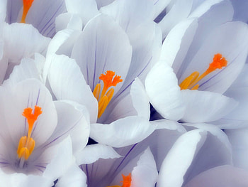 Plants, Flowers HD wallpaper