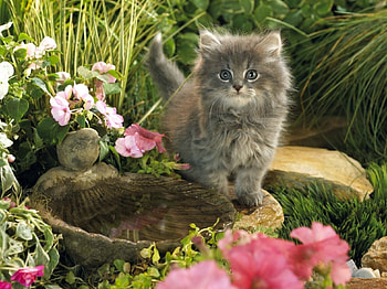 Fluffy Kitten, kitten, plants, cat, grass, fluffy, birdbath, stones, flowers, Spring HD wallpaper