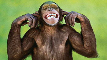 Monkey HD wallpaper