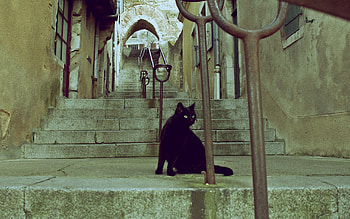 Animals, Cat, Color, Ladder, Stairs HD wallpaper