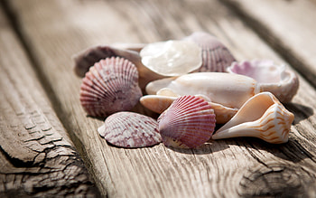 Shell collection, Beachcomber's delight, Coastal landscapes, Oceanic marvels HD wallpaper