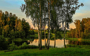 Birches by Lake, birches, Latvia, lake, evening HD wallpaper