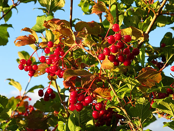 Plants HD wallpaper