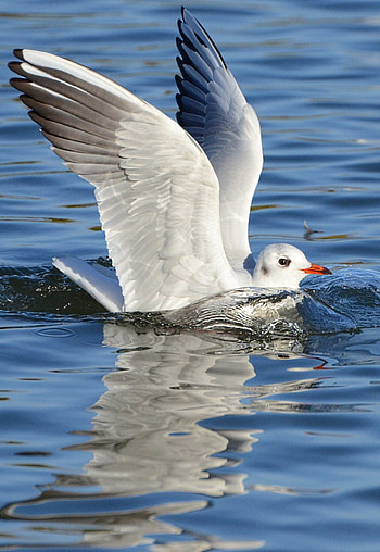 Seagull, Pet, Birds, Coastal HD phone wallpaper