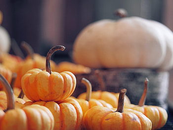 Food, Autumn, Pumpkin, Harvest, Vegetable HD wallpaper