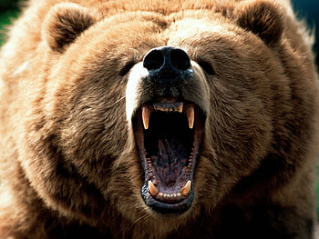 Animals, Bears HD wallpaper