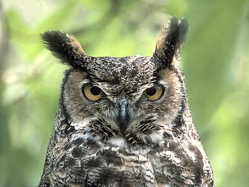 Owl , birds, animals HD wallpaper