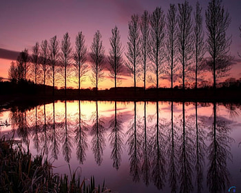 Pink sunset, clouds, pink, sunsets, tree HD wallpaper