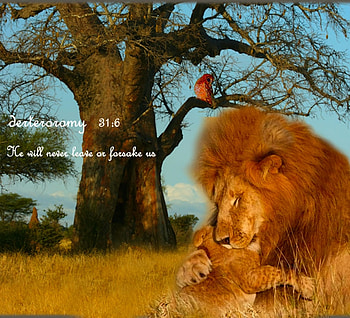 Never Leave, cub, bird, orange, lion, blue, white, tree, africa, brown, serengeti, sky HD wallpaper