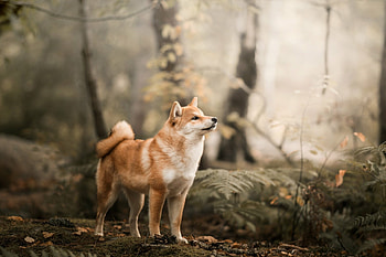 Shiba Inu, Ultra , backgrounds, High-resolution HD wallpaper